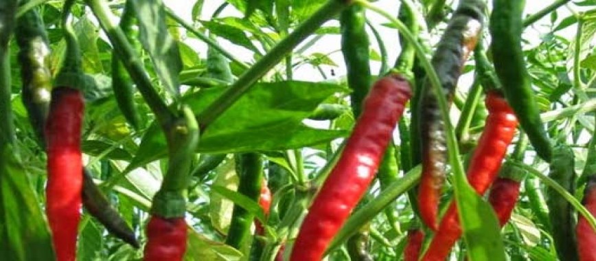 fruit rot-chillies-what-to-do