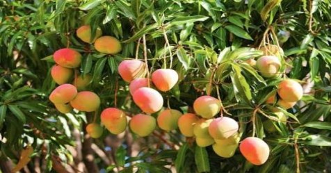 how to-protect-flowers-in-mango