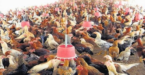 How to prevent chronic chicken cholera Read this