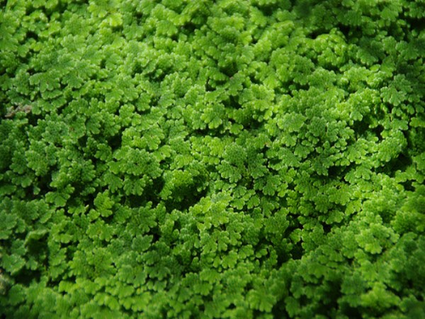 Azolla can be used for livestock ...