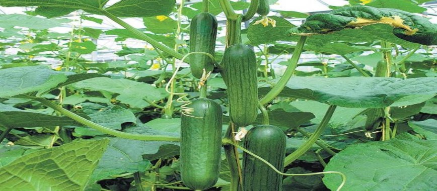 cultivation of-cucumber-in-banana