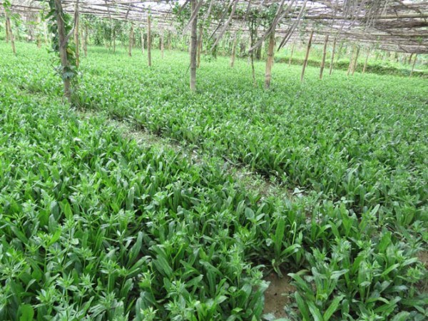 Coriander is the most suitable crop in the shortest time ...