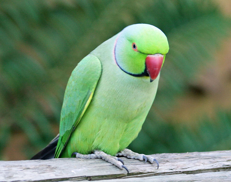 Uzbekistan national smuggling parrots arrested, sent to 14-day judicial custody