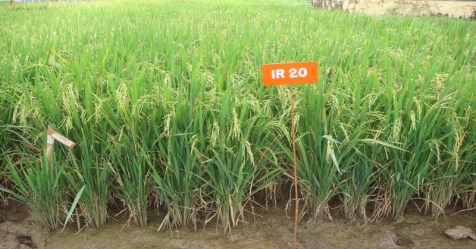 High yielding paddy varieties of paddy or rice ...