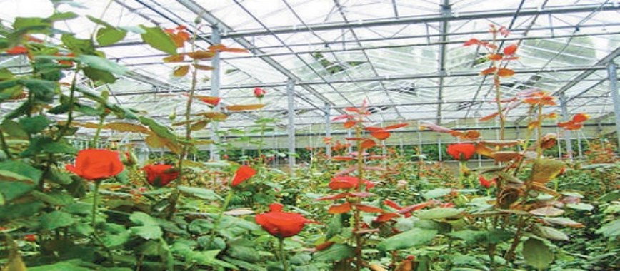 rajavakalam of-cultivated-roses-how