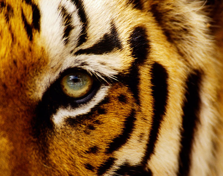 Stunning moment two enormous tigers lash out at each other