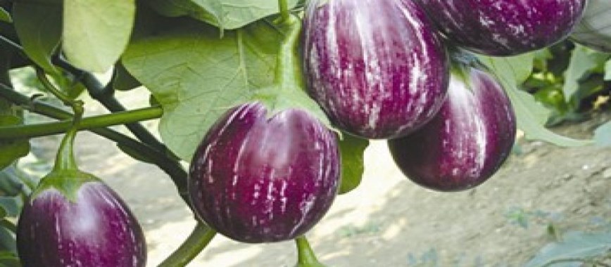 simran eggplant-can-profit-by-up-to-rs-70-thousand