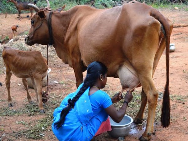 Watch these things before buying cow 