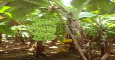 banana and-banana-crops-and-yielding