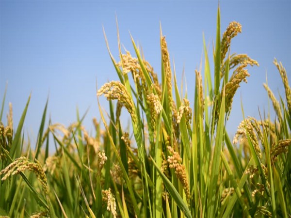 Paddy spreading paddy can cause serious damage to ...