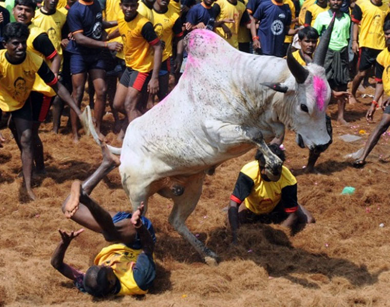 tn govt releases order jallikattu