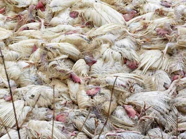 Here the full information about bird flu that causes chicken to bunch ...