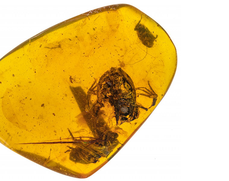 World Oldest known Frogs Preserved in Amber Discovered