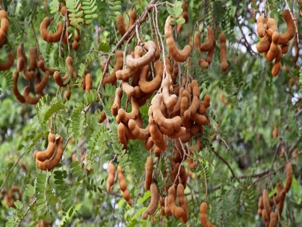 Here are the ways to cultivate tamarind in nature