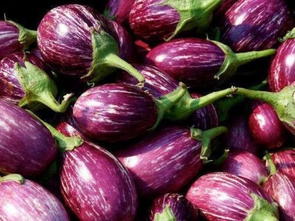 Such pest attacks are causing great damage to the brinjal...