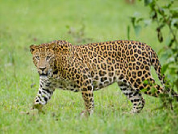 Leopard roaming in LB Nagar in Hyderabad; Alert forest officials RMA