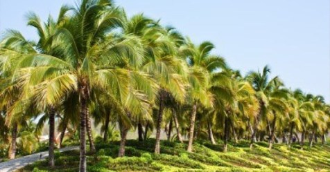 How to control cranial disease that attacks coconut