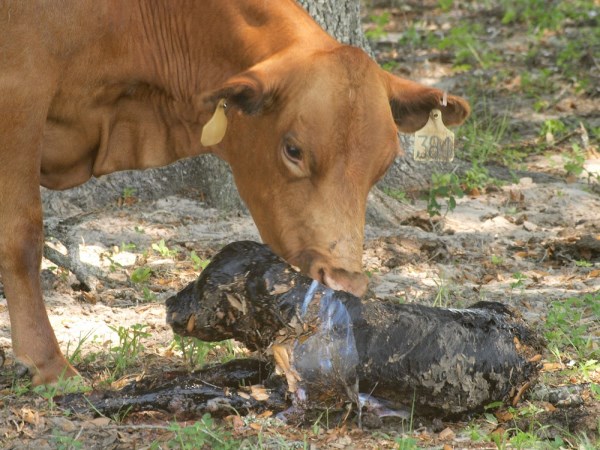 Are you a newborn cow? Read this to know what to do after the birth of the saplings