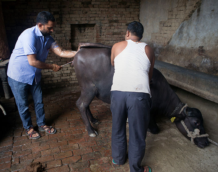 Lack of Staff for Veterinary Department in Dharwad grg