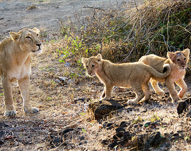 lions roaming Gujarat town