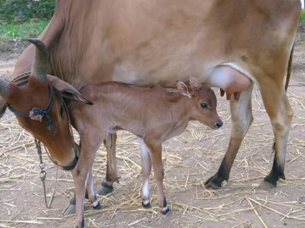 There is a simple remedy to cow get pregnant