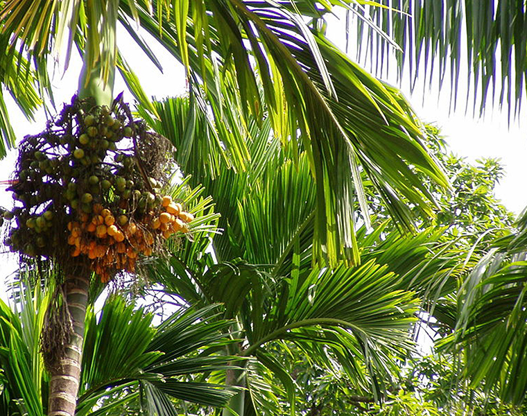 As heavy rain hits in Shivamogga Decease infects  arecanut