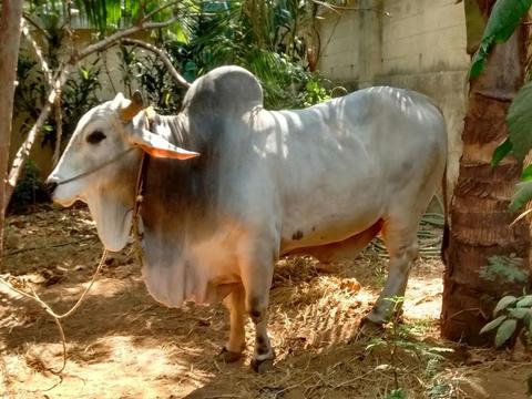 bull recently swallowed a gold mangalsutra costing Rs 1.5 lakh during bail pola retrieved by surgery