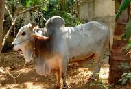 Muzaffarnagar: 8 injured in clashes after bull damages standing crop