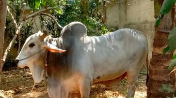 Muzaffarnagar: 8 injured in clashes after bull damages standing crop