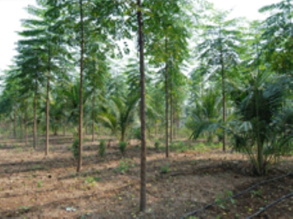 kumilTree Cultivation Planting Season Seed