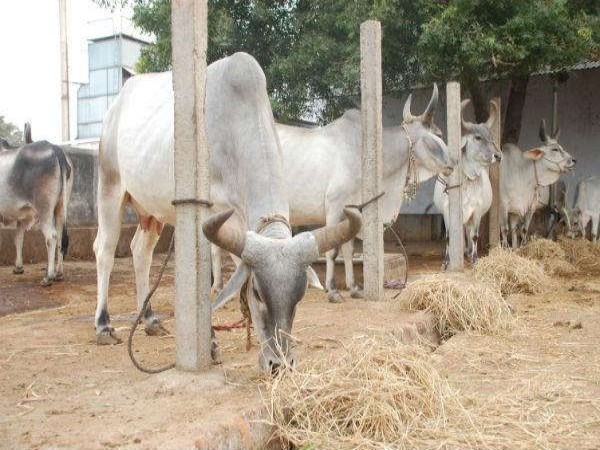 How much water is needed for livestock? How does water help them? UNLOCK ...