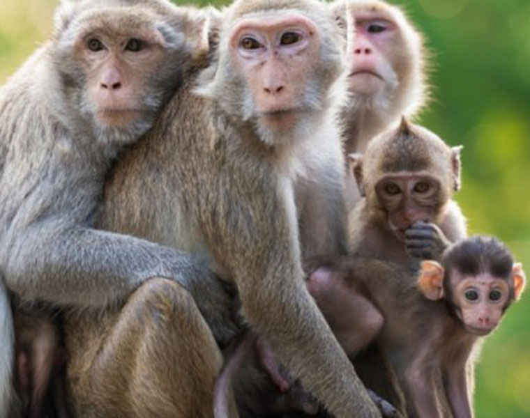 Monkeys cloned in world first scientists reveal