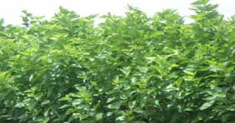 mulberry cultivation-method-for-supporting-silkworm