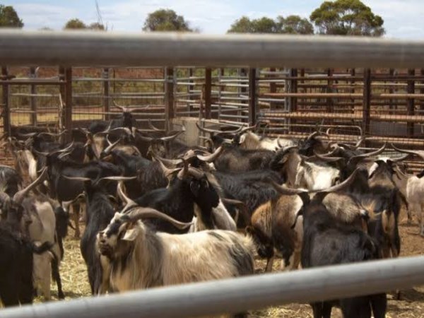 specialities of south town goat