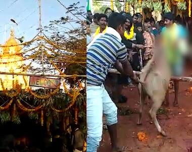 Video: Four buffalows killed in the name of sacrifice