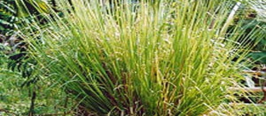 citronella preventing-soil-erosion-and-other-benefits