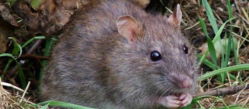 how to-control-rats-that-are-causing-severe-economic-co