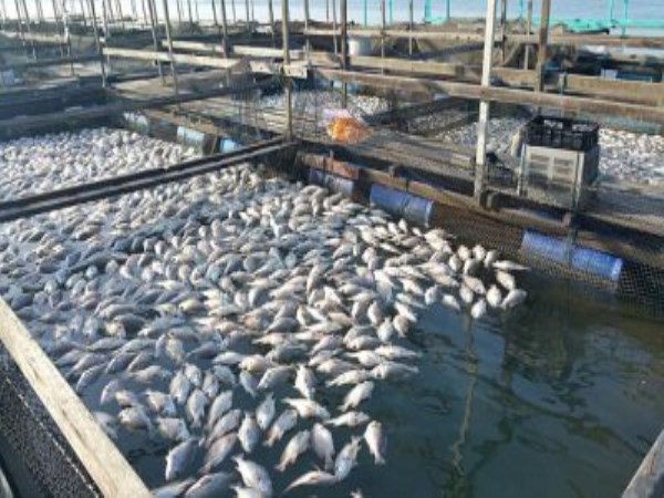 Freshwater aquaculture is the main source of fish production. Why?