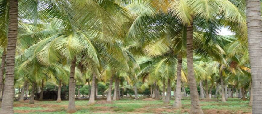 what can-be-grown-as-intercrop-in-coconut-unlock-vacicc