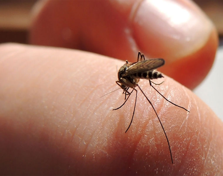 Mosquito Mania All you need to know about chikungunya