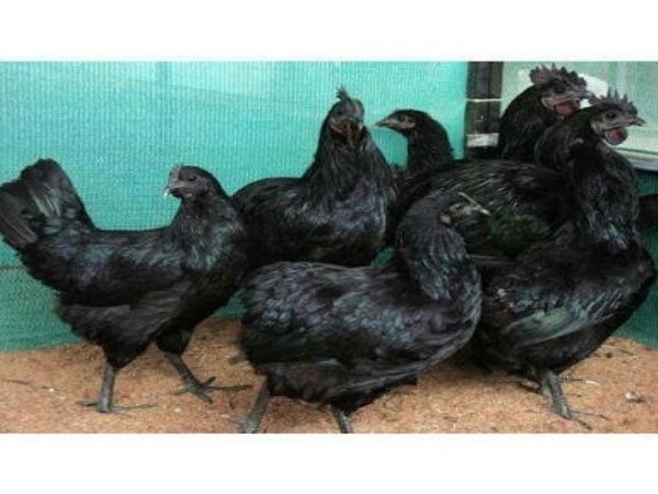 You know about the country black chicken