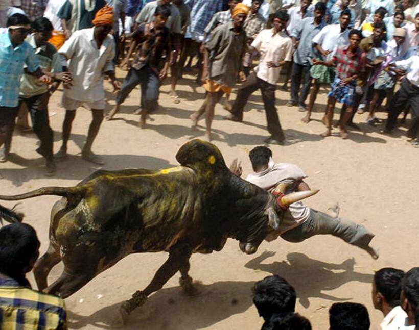 Forget the bull, here is how political parties encash on Jallikattu
