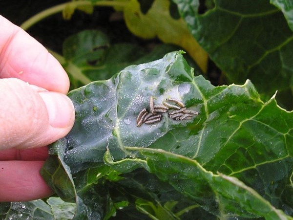 Here a natural way to control the sucking pests ...