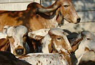 Truck loaded with cows seized by police in Bhilwara