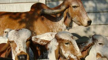 Truck loaded with cows seized by police in Bhilwara