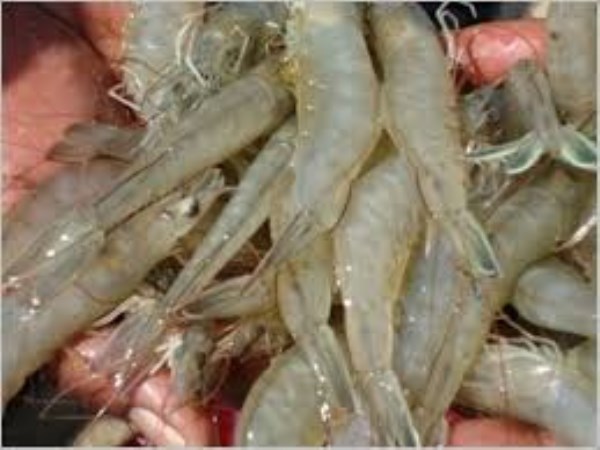 If you sell shrimp you will be able to earn as many as a lakh ...