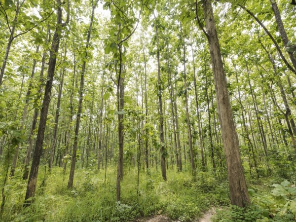 How can a teak tea plantation grow in a well-developed garden?