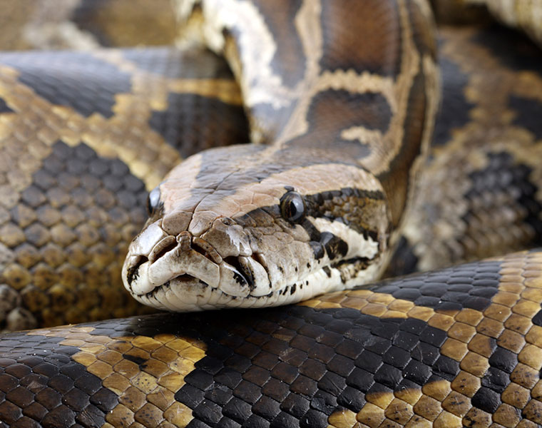 Longest Snake On Earth Eats A Deer Whole  Wildest Islands Of Indonesia