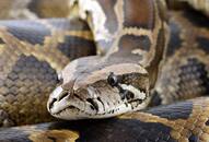 Kerala's Vanasree workers captures 8 pythons in Kozhikode