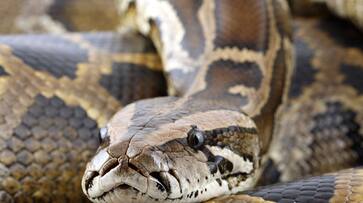 Kerala's Vanasree workers captures 8 pythons in Kozhikode